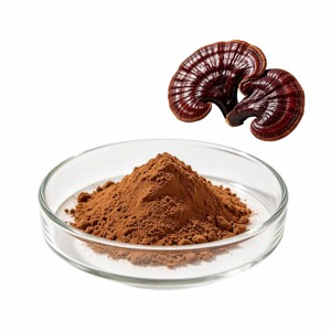 Extracto de hongo Reishi puro y natural 10:1, polvo de Ganoderma Lucidum premium para hombres y mujeres, venta al por mayor. - Product Image 2
