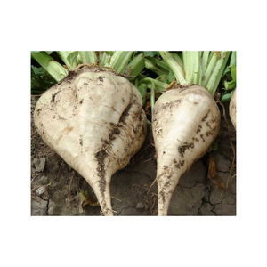 Remolacha Azucarera, Producto Agrícola de Calidad Garantizada, Ideal para Procesamiento y Aplicaciones Industriales - Product Image 2