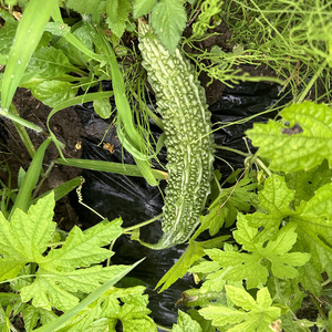 Semillas de Melón Amargo Avanzadas para Cultivo a Gran Escala con Fuerte Resistencia a Enfermedades y Alta Tasa de Germinación - Product Image 6