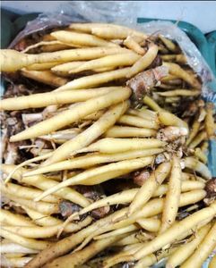 ต้นว่านหางจระเข้เวียดนาม ราคาดีที่สุด - Product Image 1