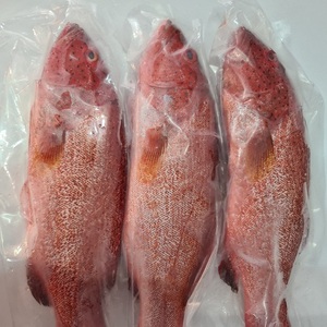 Poisson entier de Grouper Rouge Tacheté IQF surgelé, faible en gras et en sodium, en vrac, en morceaux, pour la restauration - Product Image 4