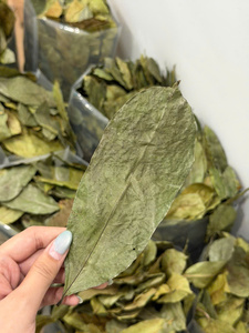 Thé de Corossol Naturel en Sachet – Infusion de Feuilles Séchées en Gros – Fournisseur en Vrac – Marque Privée OEM – Emballage Personnalisé - Product Image 3