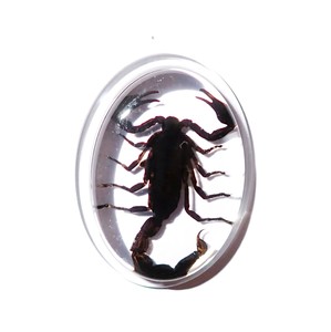 Escorpión Negro, Espécimen Real, Cabujón de Plástico Ovalado de 31x41 mm, Base Plana Transparente para Manualidades y Joyería - Product Image 1