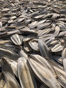 HUESO DE SEPIA (100% CALCIO PURO) MEJOR CALIDAD para REPTILES AVES CARACOLES // Sra. Lima - Product Image 3