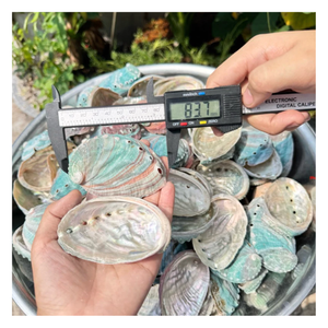 เปลือกหอยเป๋าฮื้อธรรมชาติ วัสดุออร์แกนิก เป็นมิตรกับสิ่งแวดล้อม เหมาะสำหรับตกแต่งบ้าน งานฝีมือ และโครงการสร้างสรรค์ - Product Image 1