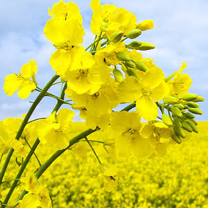 Prix de gros avantageux pour l'huile de canola / Huile de colza en gros - Product Image 2