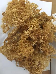Musgo Marino Orgánico Natural Seco de Vietnam Delta - Exportación a Granel de Alta Calidad con Larga Vida Útil - Product Image 4