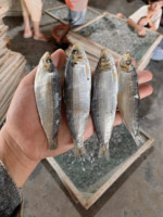 Arenque Seco Bajo en Sal al por Mayor de Vietnam y Filete de Arenque Seco Sin Sal, Suministro a Granel de 10 kg