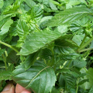 Tiges de gelée de graminées du Vietnam de haute qualité pour la transformation alimentaire industrielle et l'enrichissement des menus de desserts d'été - Product Image 3