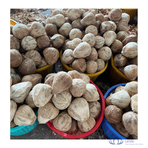 มะพร้าวสดเกรดพรีเมียมแบบกึ่งปอกเปลือกสีน้ำตาลอ่อน สำหรับอุตสาหกรรมอาหาร การปรุงอาหาร และการสกัดน้ำมัน บลูโลตัส ยอดขายดีที่สุด - Product Image 1