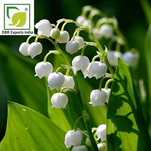 Aceite Puro de Lirio de los Valles, Ingrediente de Aroma Floral Premium para Perfumes, Jabones, Velas y Productos para el Cuidado de la Piel de Alta Gama - Product Image 3