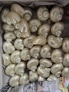 เปลือกหอยเทอร์โบสีเบอร์เบิร์กสุดหรูงานฝีมือจากธรรมชาติเทคนิคการขัดเงาของเวียดนามงานฝีมือตกแต่งสไตล์สัตว์ - Product Image 5