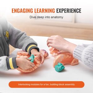 Modello Anatomico del Cervello Umano a Grandezza Naturale 1:1, Scomponibile in 9 Parti, con Etichette, per Esposizione e Scienza Medica - Product Image 3