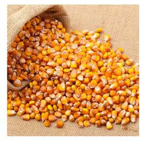 ข้าวโพดเหลืองไทยราคาส่งถูกสำหรับบริโภค - Product Image 6