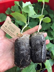 Eco2go Vietnam Coco Coir Jiffy Pellets, Turba de Coco Orgánica Ecológica para Germinación de Semillas, 42mm/35mm, Biodegradable - Product Image 3