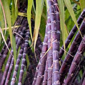 IQF Frozen Purple Sugarcane Organic Fresh Sweet Top Sales Water Preservation Process <b>Vacuum</b> Pack Bulk Packaging from Vietnam - Product Image 3