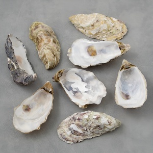 Coquillages naturels en vrac, coquilles d'huîtres séchées pour la création de décorations d'aquariums artisanaux - Product Image 6