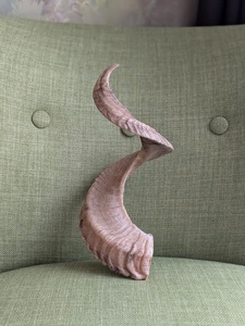 เขาสัตว์ - Product Image 5
