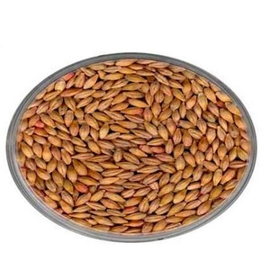 Grano de Cebada Limpio y Entero para Alimentación de Ganado Vacuno, Ovino, Caprino y Otros Animales, 100% Cebada para Suministro de Alimento Animal, Exportación - Product Image 2