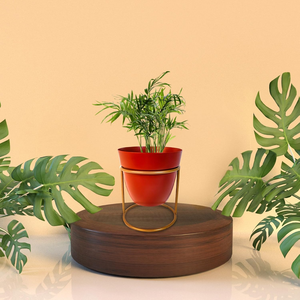 Jardinière contemporaine en métal rouge avec support en fer noir, pot de fleurs décoratif surélevé pour les intérieurs modernes de la maison - Product Image 3