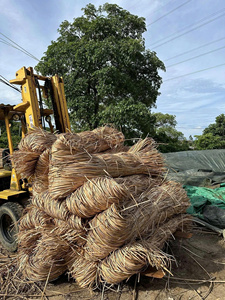 Poteaux en rotin naturel vietnamien de 2 m de diamètre, 200 cm de longueur, marque 99GD, modèle Emma, pour meubles, artisanat, tissage, Quang Binh - Product Image 5