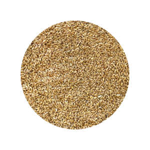 Grains de blé raffinés pour l'industrie de la mouture et l'alimentation animale, avec des grains de blé propres assurant une grande pureté et une fraîcheur - Product Image 1