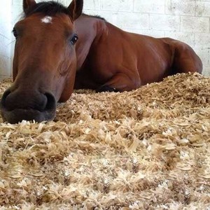 Bloque de aserrín de madera dura mixta para cultivo de hongos, materia prima de virutas de madera de pino de Vietnam, exportador de combustible de madera, proveedor de madera - Product Image 1