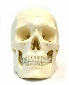 Modelo Anatómico de Cráneo Humano de PVC de Tamaño Real para Uso Médico Hospitalario con 1 Año de Garantía - Product Image 2