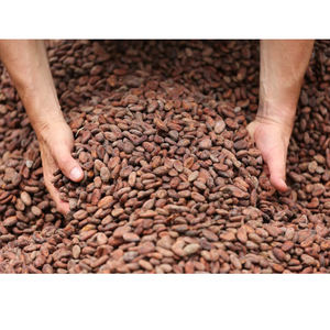 Venta al por mayor de granos de cacao a precio económico en grandes cantidades - Product Image 5