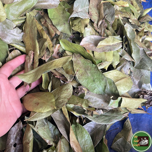 Feuilles de corossol séchées de haute qualité, matière première naturelle pour la fabrication de thé et les applications en matière de boissons, Vietnam - Product Image 6