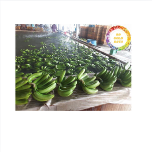 Plátano Cavendish Fresco – Calidad Premium de Exportación de Vietnam - Product Image 2