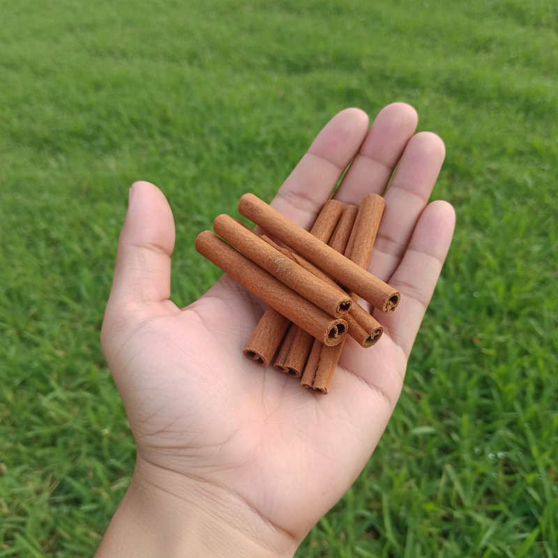 Super Spicy Cassia Vera Sticks High