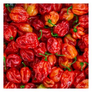 Piments Habanero Biologiques Premium en Gros – Fournisseur d'Extra Piments Forts – Exportateur Direct d'Usine - Product Image 2
