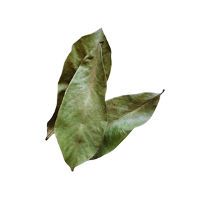 Fournisseur de feuilles de corossol de qualité supérieure pour les importateurs - Product Image 2