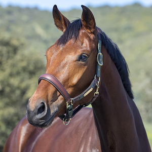 Harnais en cuir pour cheval avec boucles en laiton et sangle verte pour l'équitation et l'entraînement - Product Image 6