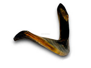 Corne de bélier shofar à vendre corne Shofar pour Ram instrumental shofarReligieux juif d'Inde - Product Image 6
