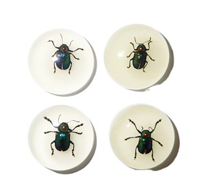 Escarabajo de Hoja Brillante, Espécimen Real, Cabujón de Plástico Redondo de 25x25 mm, Base Plana Brillante para Manualidades y Joyería - Product Image 4