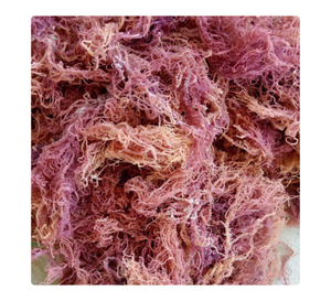 Musgo marino Cottonii procesado en Vietnam para distribución al por mayor y programas de exportación - Product Image 2