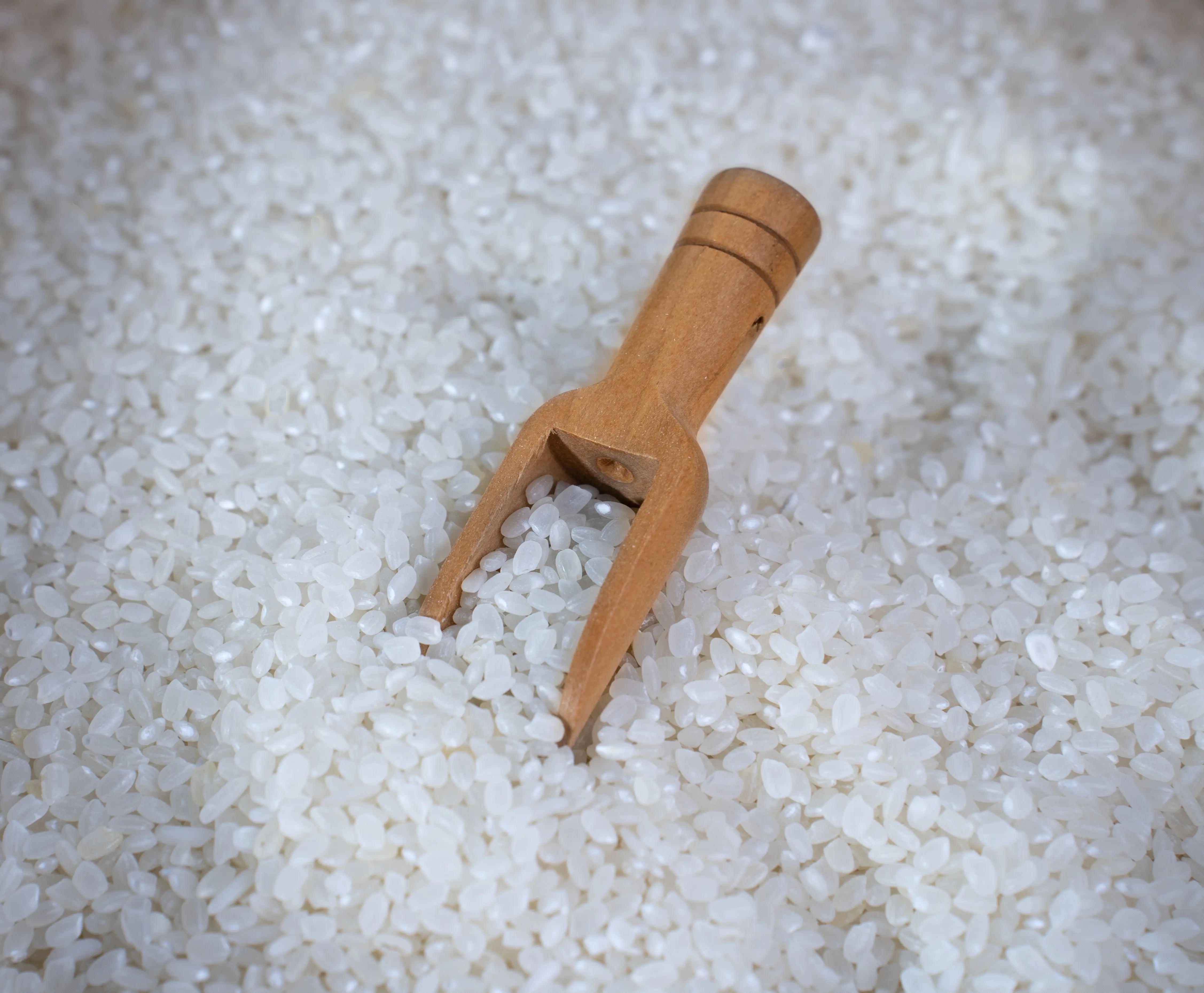 High-Certified Japonica Rice - Organic Short Grain White Rice with Round Seeds Vietnamese Rice