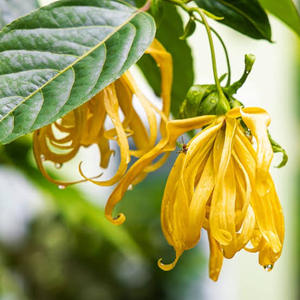 Aceite de Cananga Natural Premium de Indonesia - Extracto Floral Balsámico 100% Puro para Perfumería - Product Image 2