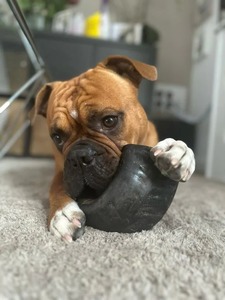 Vente en gros de jouets à mâcher pour chiens en corne de buffle naturelle écologique, toutes tailles, style animal, FAIZA CRAFT pour la décoration de la maison - Product Image 4