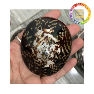 Natural limpet shell for decoration crafts and home design high quality sea shell bulk supply Vietnam - Product Image 6