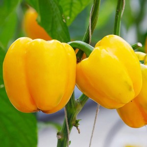 Yellow Bell Pepper Premium Farm <b>Fresh</b> <b>Vegetable</b> with Vibrant Appearance and Reliable Quality Standards - Product Image 4