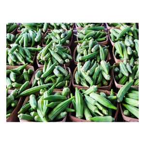 Export Ready <b>Fresh</b> Okra <b>Vegetable</b> with Strict Quality Standards for International Importers - Product Image 5