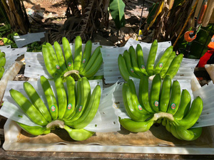 Plátanos Frescos de Alta Calidad, Fruta Tropical para Comercio al por Mayor desde Vietnam por 99 Gold Data - Product Image 6
