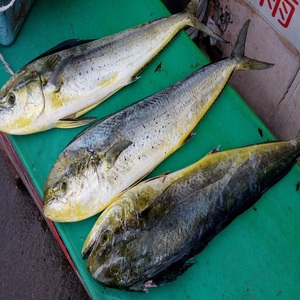 Prix de gros pour le mahi-mahi entier congelé, pour une approvisionnement fiable en fruits de mer, avec une texture et un goût excellents et une utilisation polyvalente. - Product Image 4