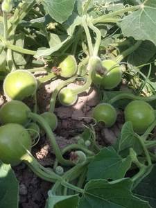 Semillas Híbridas de Calabaza Redonda F1, 99.99% de Pureza, 85% de Germinación, Origen Pakistán, Moon Star, Vida Útil de 2 Años - Product Image 5