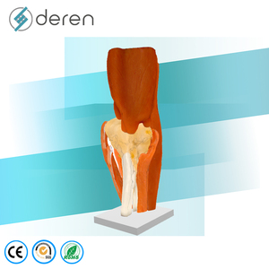DRS2030 Modelo Anatómico <span class=keywords><strong>de</strong></span> <span class=keywords><strong>Rodilla</strong></span> Humana a Tamaño Real con Músculos y <span class=keywords><strong>Ligamentos</strong></span> - Modelo <span class=keywords><strong>de</strong></span> Enseñanza Anatómica para Educación Médica - Product Image 5