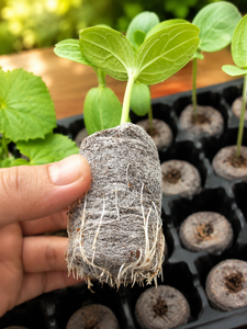 Discos de Fibra de Coco de 42 mm y Pastillas de Semillero, Pellets de Turba de Coco Comprimida para Uso en Viveros y Jardines, Venta al por Mayor, Vietnam - Product Image 2
