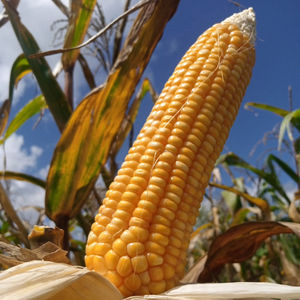 ข้าวโพดเหลืองอบแห้งธรรมชาติ ปี 2026 เมล็ดข้าวโพดทั้งเมล็ด คุณภาพพรีเมียม เหมาะสำหรับการเตรียมอาหารและการทำอาหารทั่วไป - Product Image 2